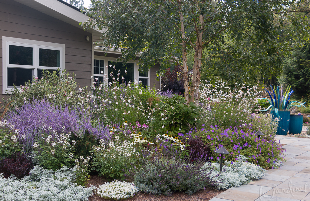 Best Drought Tolerant Perennials & Annuals – that are Deer Resistant Too!