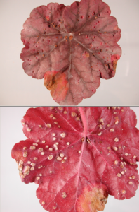 Rust can be detected by raised pustules on the undersides of the leaves and sunken areas above. Photo credit Maryna Sedani, PNW Plant Disease Management Handbook