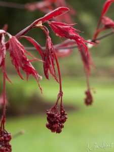 My purple ghost maple was a bargain find! Love the emerging foliage and berry cluster -like flowers