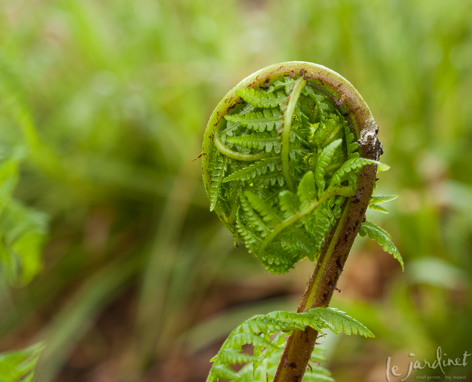 Watching ferns unfurl as the garden awakens in spring  brings a sense of renewal