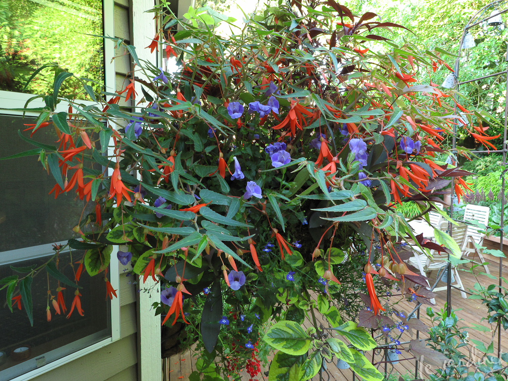 Great combo for shade; 'Bonfire' begonia and 'Midnight Blue' Torenia