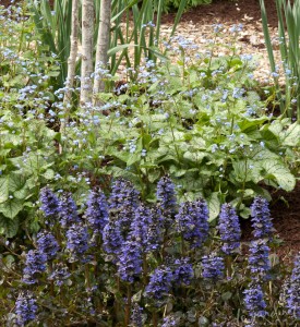 Blue echoes; bugleweed and Brunnera 'Jack Frost'