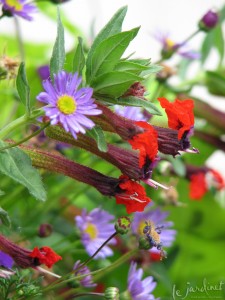 Stuff fun plants into the basket sides [ this red and purple annual is called 'Tiny Mice'. Can you see why?