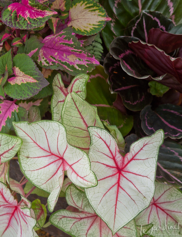 Deep pink veins on this white Caladium suggest a great partnership with similarly colored foliage plants such as this variagted Perilla 
