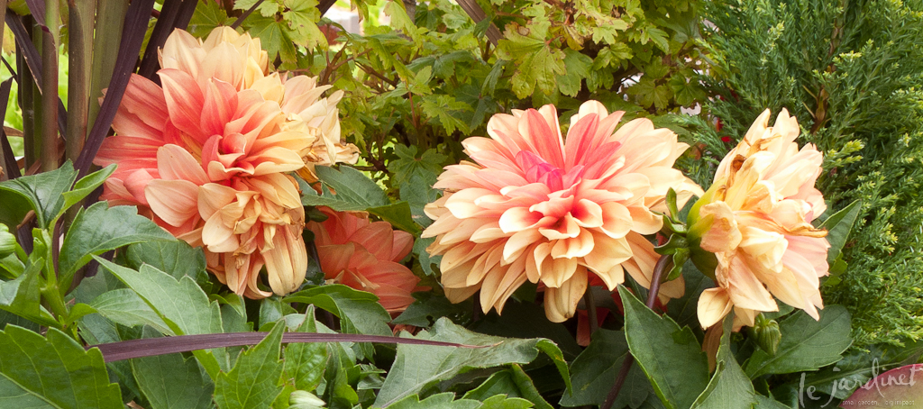 The dahlias have now faded to an insipid shade of peach