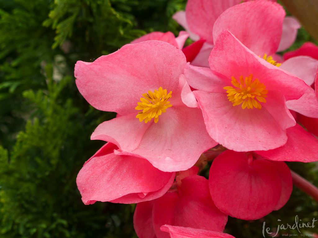 Begonia 'Surefire Rose'