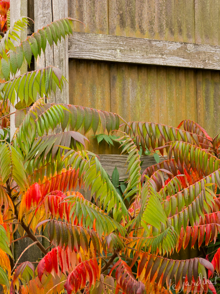 Seen against the weathered wood of an old barn, sumac flounces its fall fashion