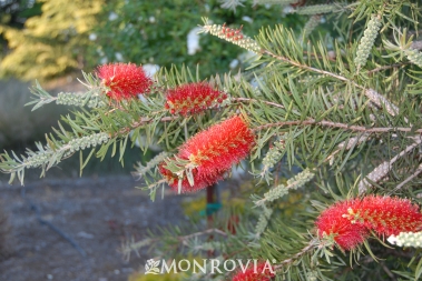 Scarlet Torch bottlebrush will have the hummingbirds camping out in your garden! new from Monrovia