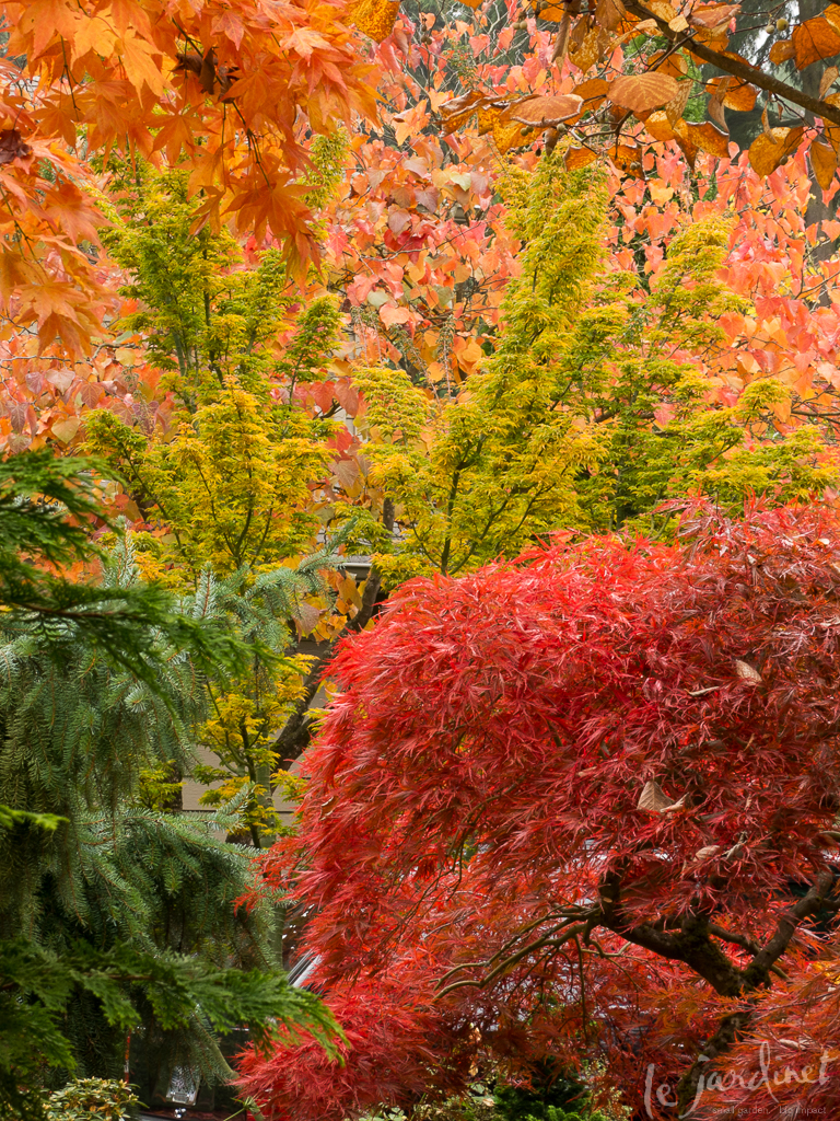 Japanese maples will add color and texture throughout the garden