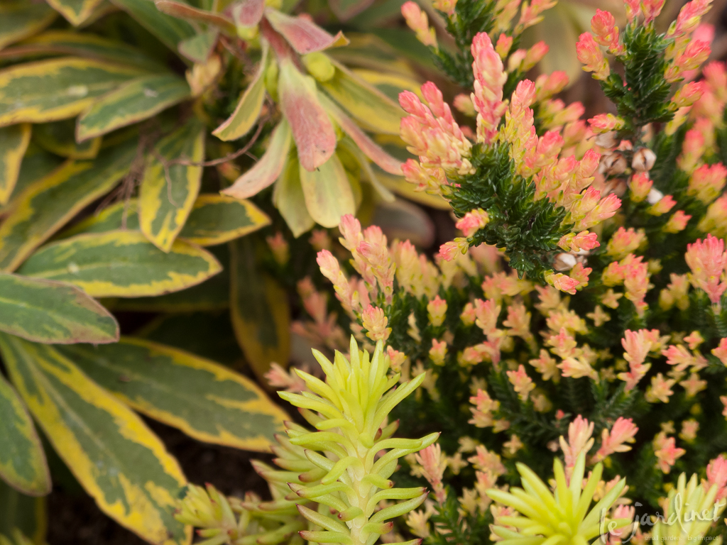 Variegated Ascot Rainbow spurge, spiky Angelina sedum and coral flowers of Flamingo heather - great options to consider