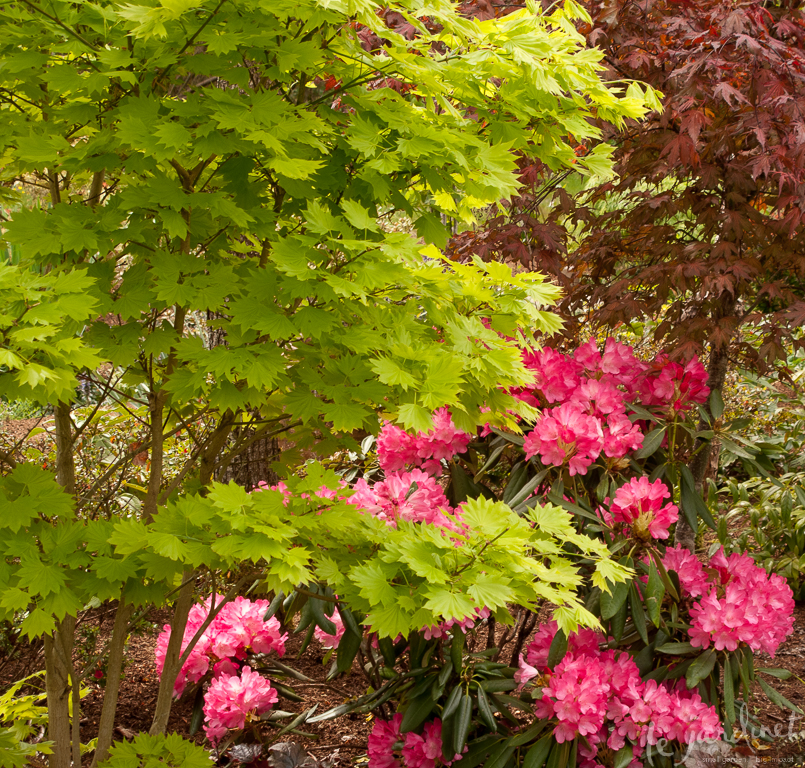 Golden Full Moon maple is even more dramatic seen against hot pink rhododendron and Purple Ghost Japanese maple.