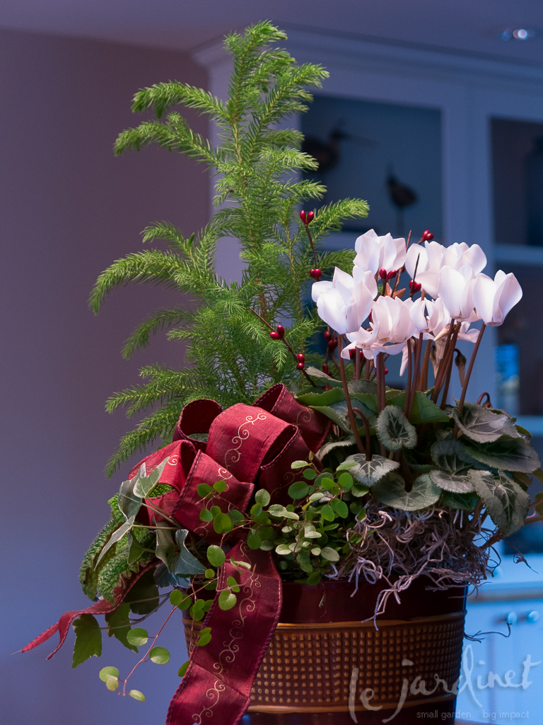 A Fresh Look - try a cyclamen over a poinsettia
