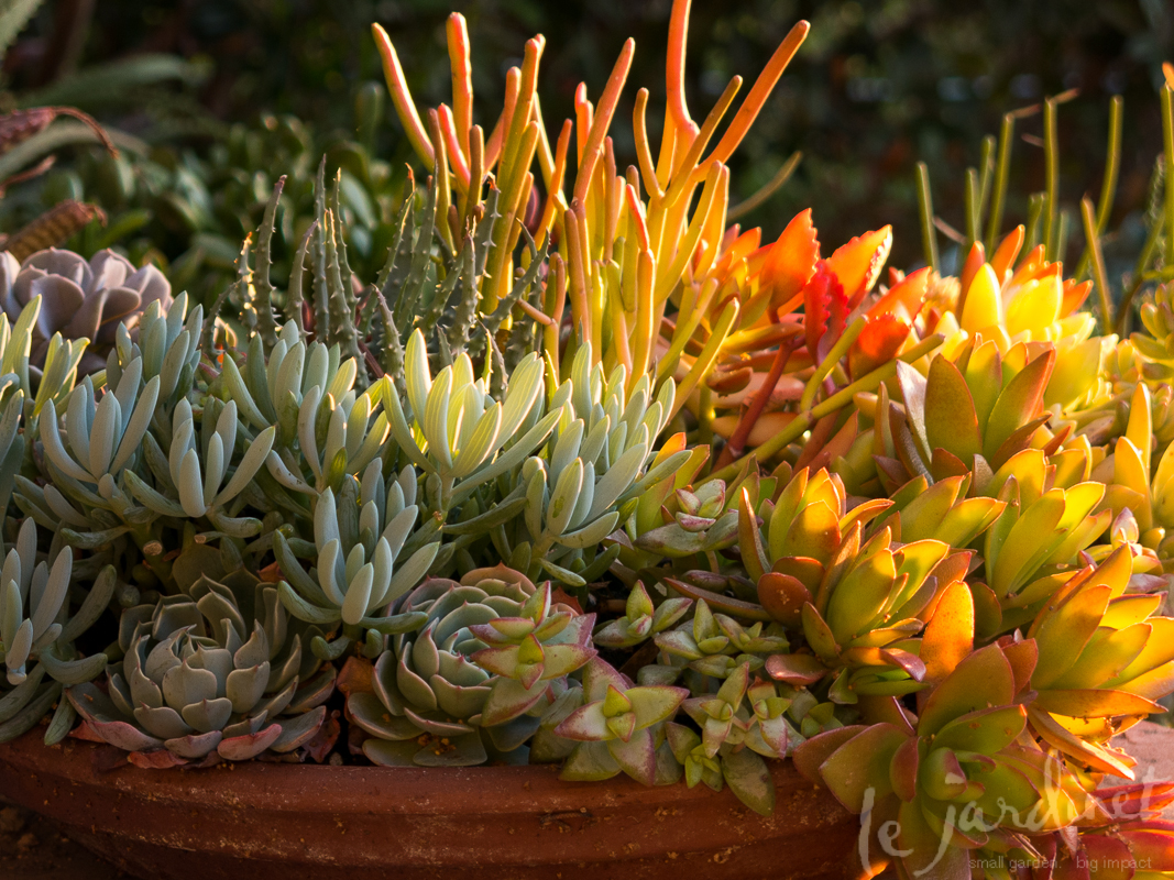 Sunrise on Succulents; design by Debra Lee Baldwin