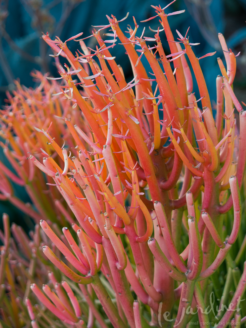 Euphorbia 'Fire Sticks' glows at sunrise, sunset and every hour in between