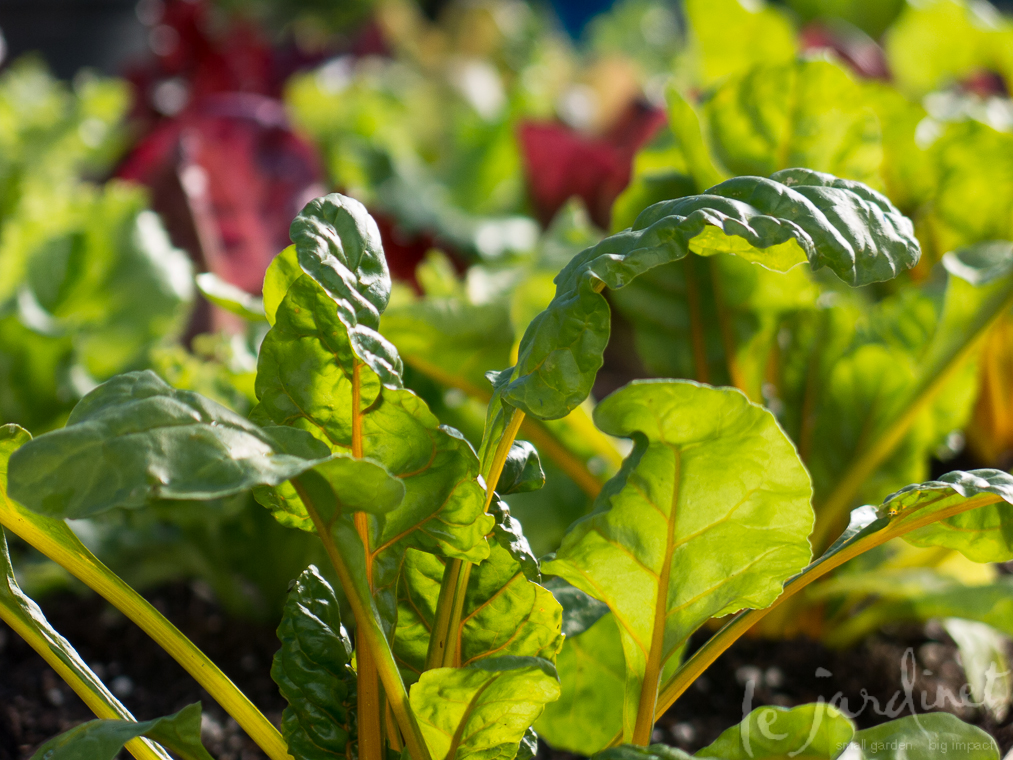 Lettuce and Swiss chard are easy companions