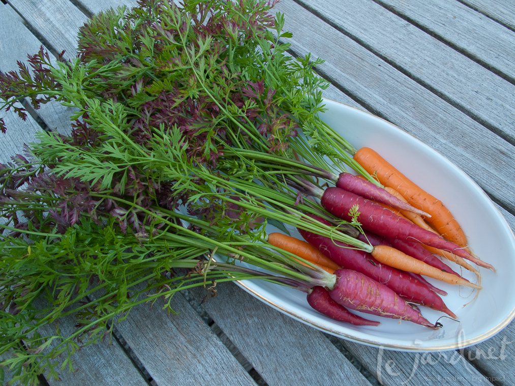 Add fresh carrot leaves to your salads; Purple Dragon has purple foliage