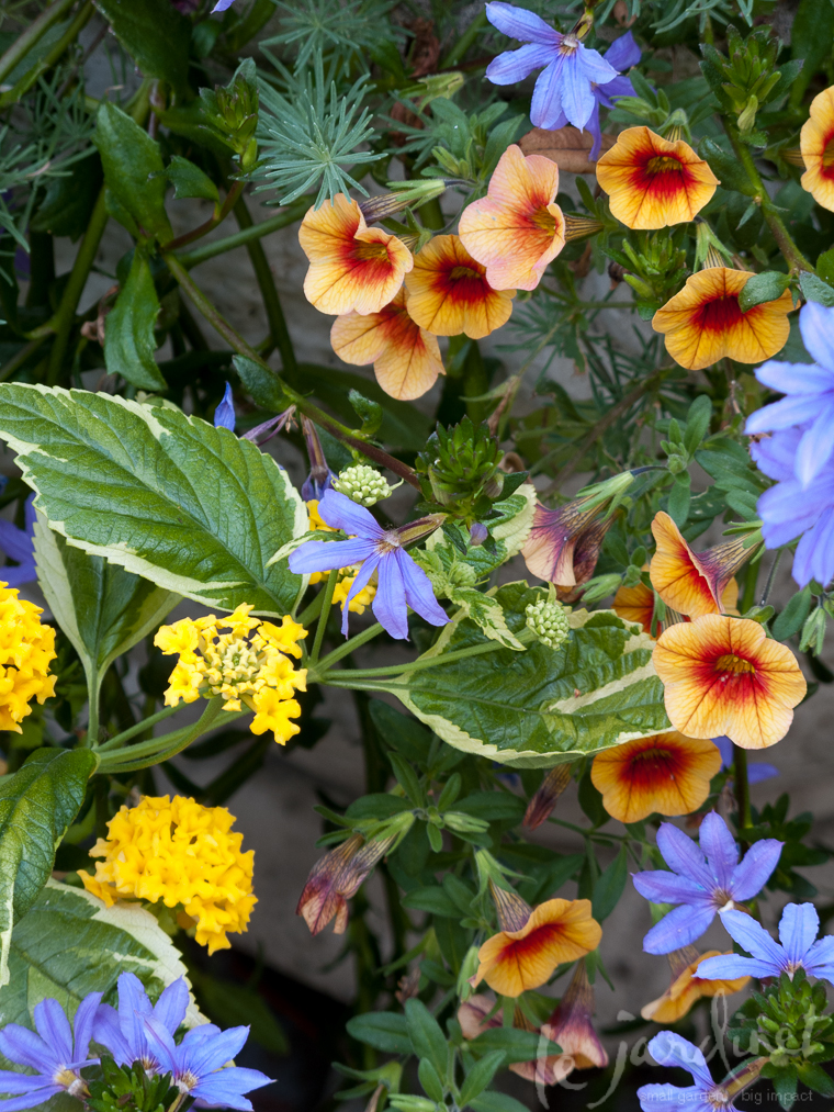 The variegated leaves of Samantha lantana add extra color to the Blue Whirlwind fan flower and Apricot Punch million bells