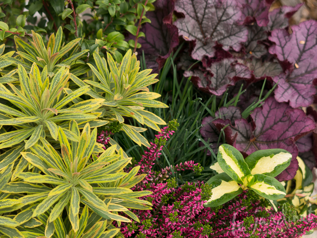 The brightly variegated Ascot Rainbow spurge works well with purple and magenat