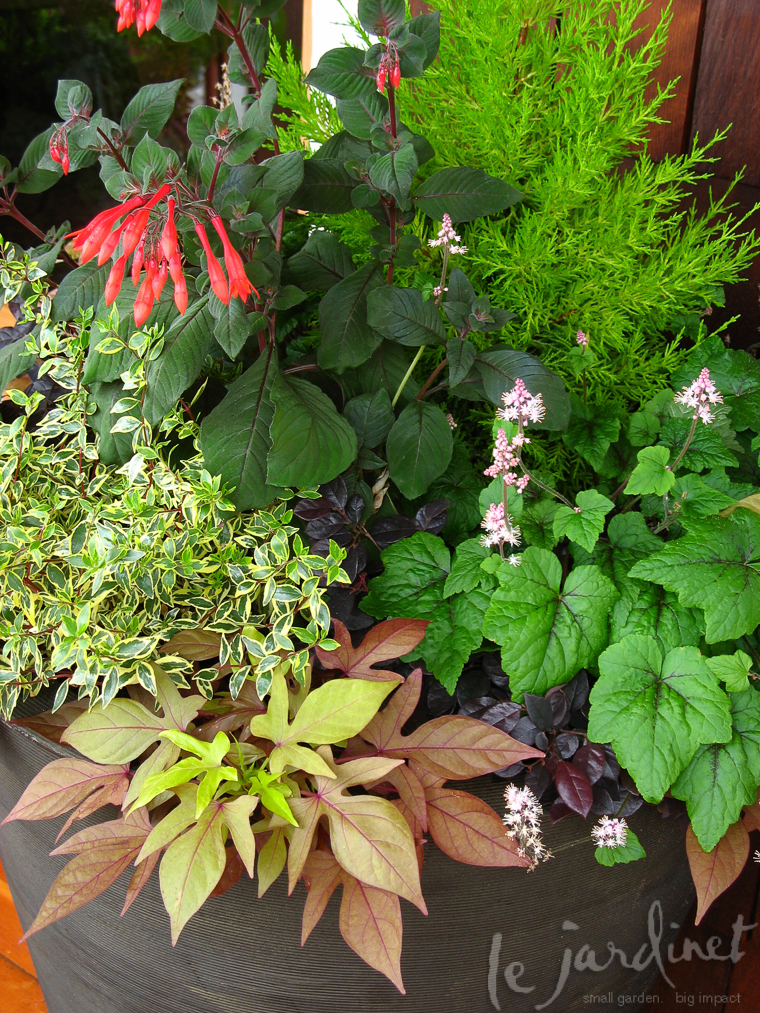 A shade loving Tiarella offers pretty foliage as well as white flowers