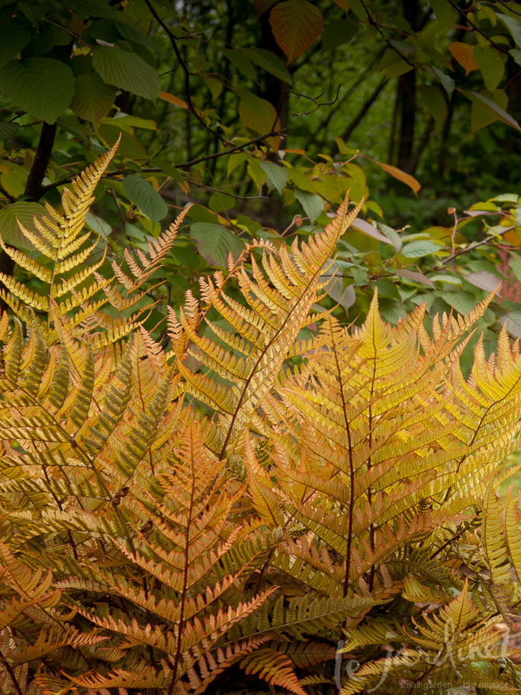Autumn ferns display outstanding copper colors and are evergreen