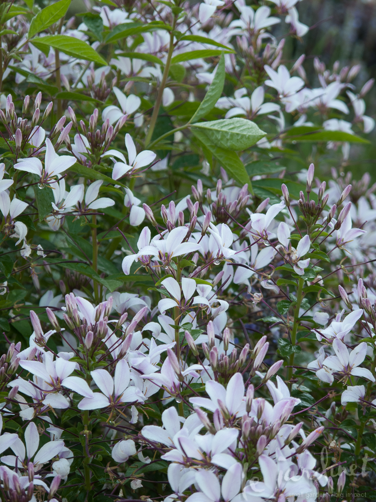 Senorita Blanca cleome has white flowers suffused with lilac