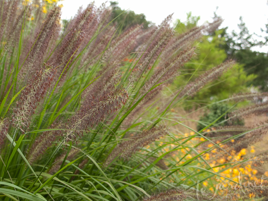 For fuzz-factor  you can't beat fountain grasses (Pennisetum)