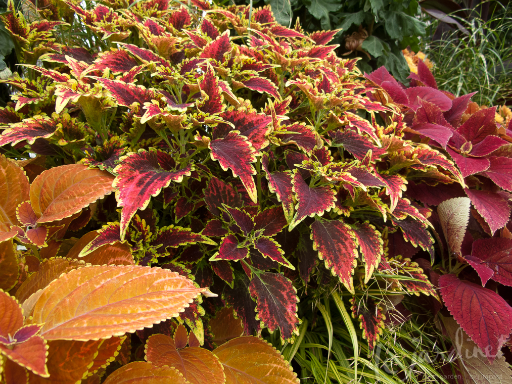A group of coleus can quickly disguise gaps in the shade border