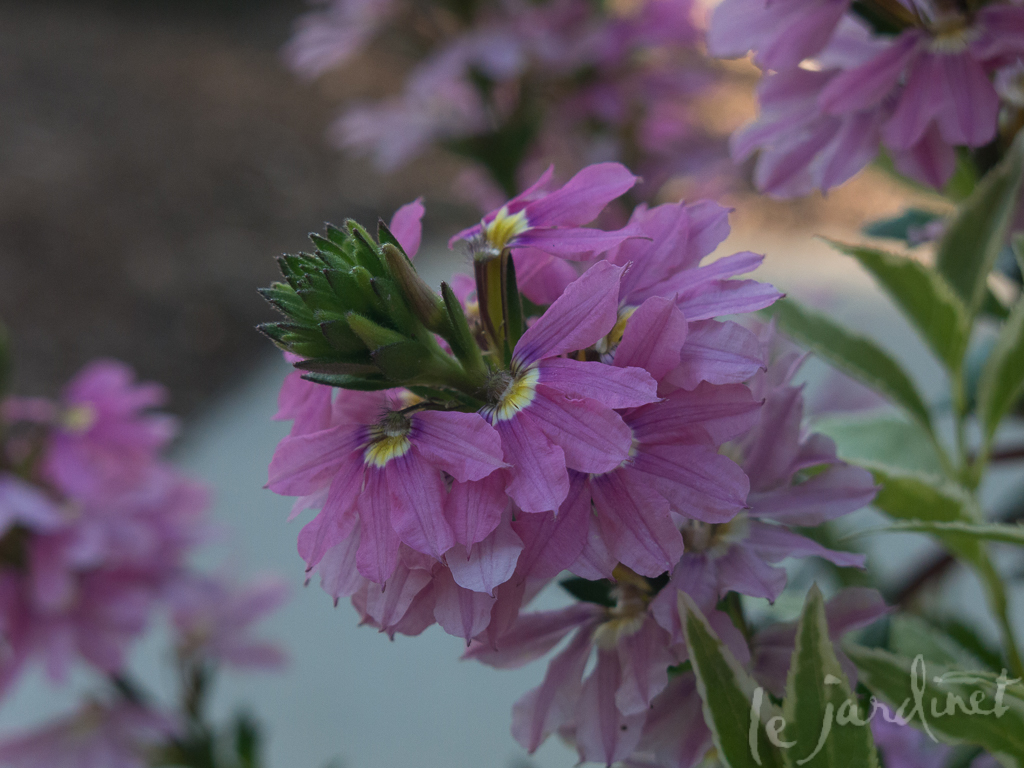 Scaevola 'Pink Wonder' is a delightful soft pink with lavender overtones