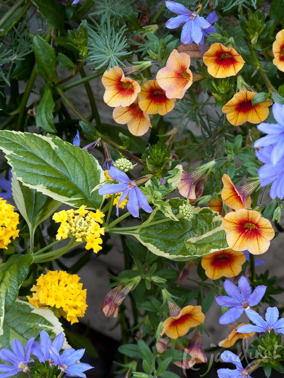 The variegated leaf and yellow flower of Samantha lantana adds citrus flavors to a blue Scaevola and Apricot Punch million bells