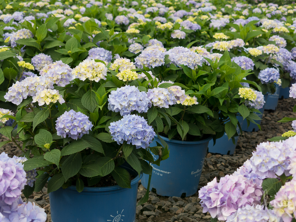 Who can resist the Endless Summer series of hydrangeas?