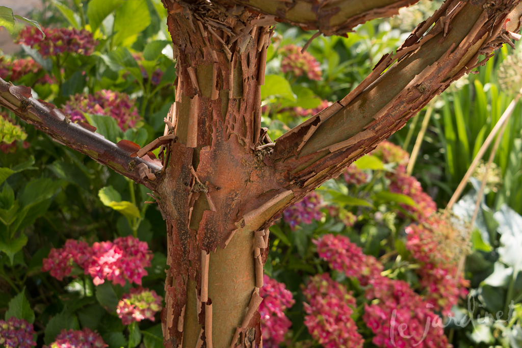 The warm cinnamon colored bark of a paperbark maple is a clever component of this design