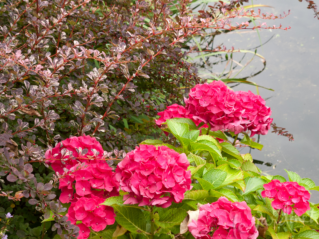 Rose Glow barberry is a perfect foil to this mophead hydrangea