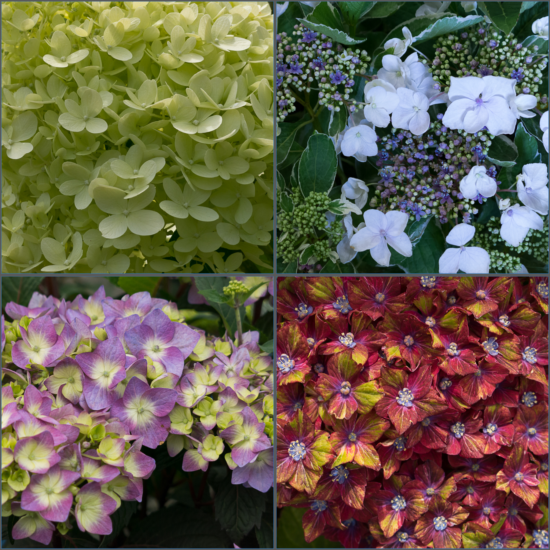 Clockwise from top right; Light o' Day, Pistachio, Bloomstruck, Limelight