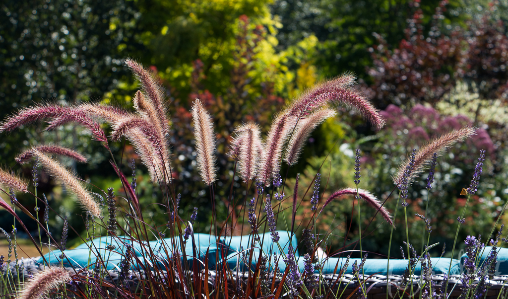 Color, texture, form, movement, interaction with light - all are assessed when growing new plants