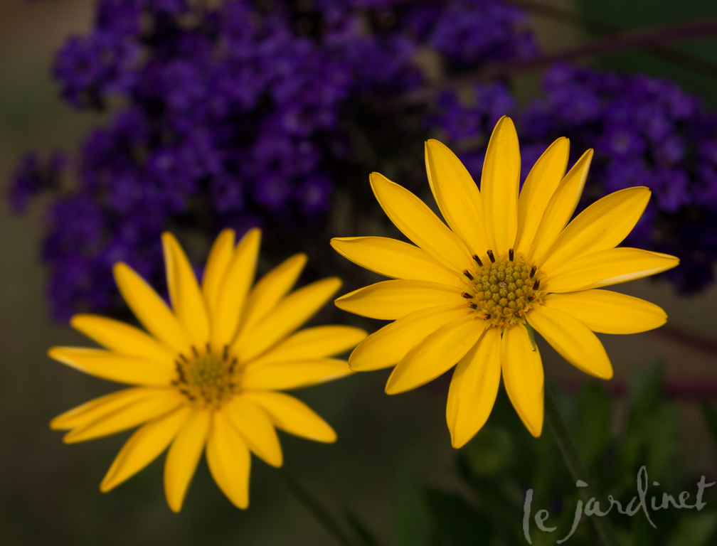 New for 2017: Bright Lights Yellow Osteospermum from Proven Winners