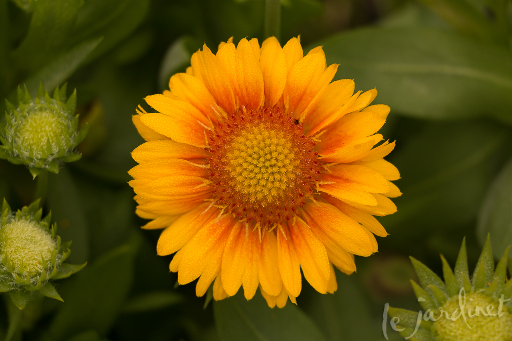 Apricot Sun - for those that prefer their blanket flowers without red