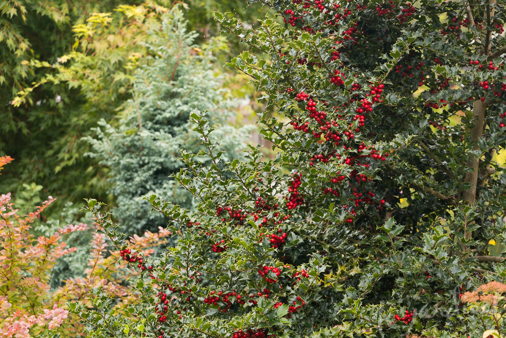 Red Beauty holly with Tangelo barberry and Baby Blue boulevard cypress