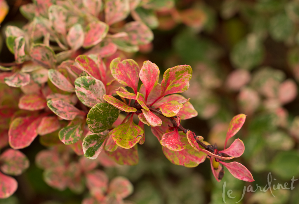 Lime Glow barberry adds various shades of pink to its cream and green marbled leaves