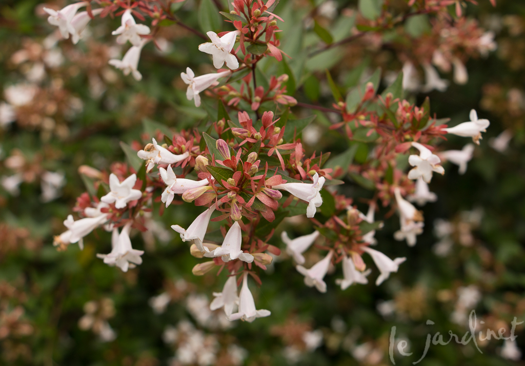 Sometimes it isnt the actual flowers that have a pink hie but rather the sepals as with this Abelia x grandiflora