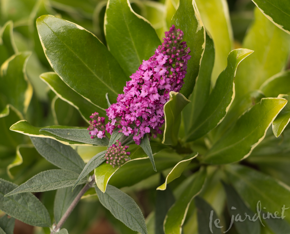 Pink Micro Chip butterfly bush
