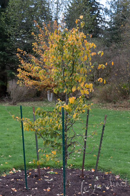 This newly planted Persian ironwood (Parrotia persica) suffered some damage when deer pulled hard on the branches to taste test the foliage