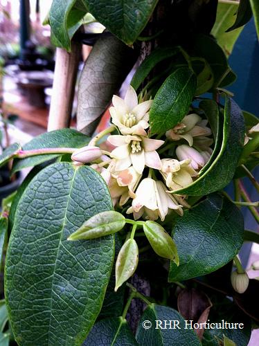 The unusual flowers of Cathedral Gem sausage vine