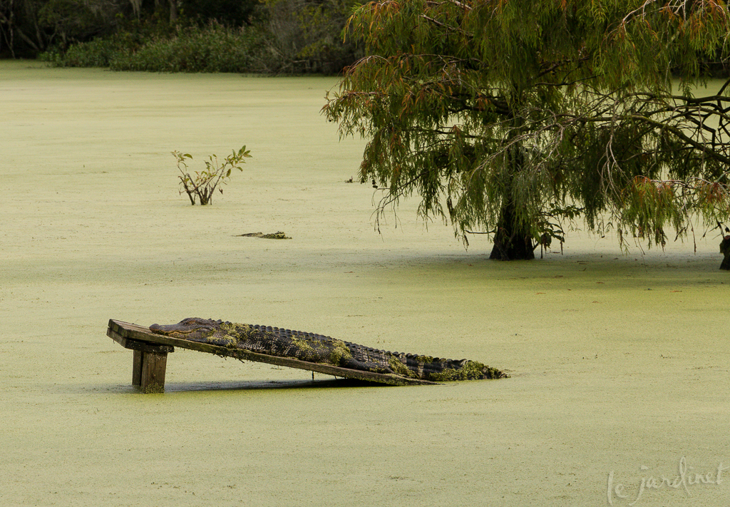Snoozing alligator in the Audoban Swamp, Magnolia Plantations and Gardens, Charleston, SC
