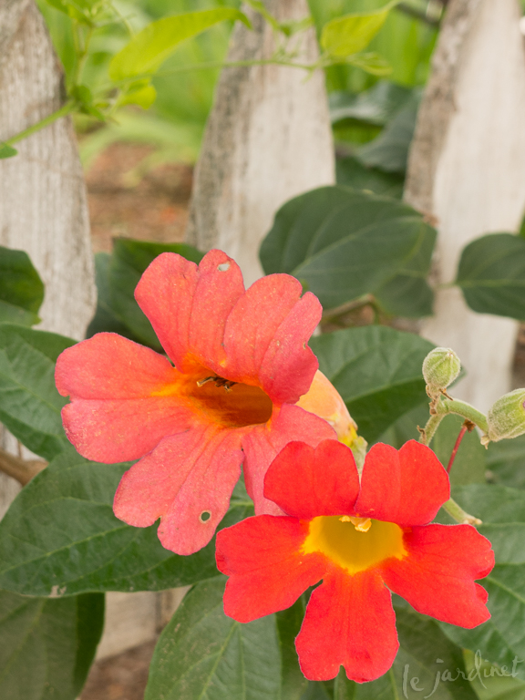 Trumpet vine tumbling over a picket fence