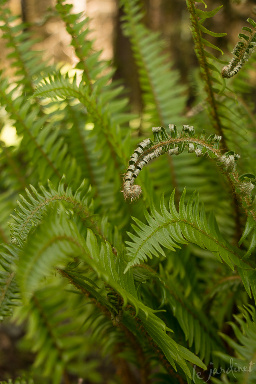 Ferns are reliably deer resistant - I was fascinated by this unfurling frond