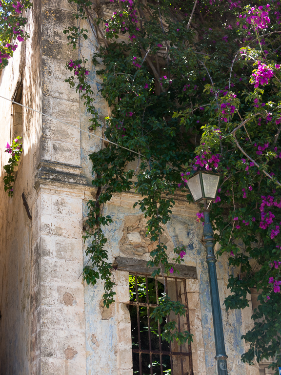 Bougainvillea is no resepcter of history, scrambling at will over and through old buildings - Assos