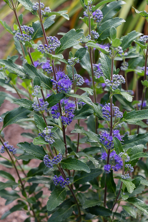 Beyond Blue is a compact variety of bluebeard from Proven Winners